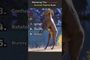 Ranking The Funniest Animal Fights Ever