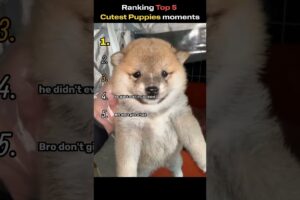Ranking Top 5 Cutest Puppies moments🥰 #shorts