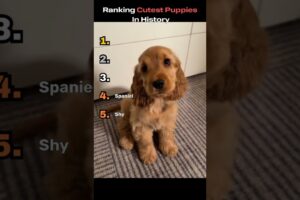 Ranking some of the cutest puppies #puppies #dogs #cute #ranking #funny