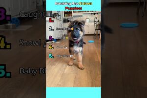 Ranking the Cutest Puppies #tiktok #puppy #pets #dog #cute