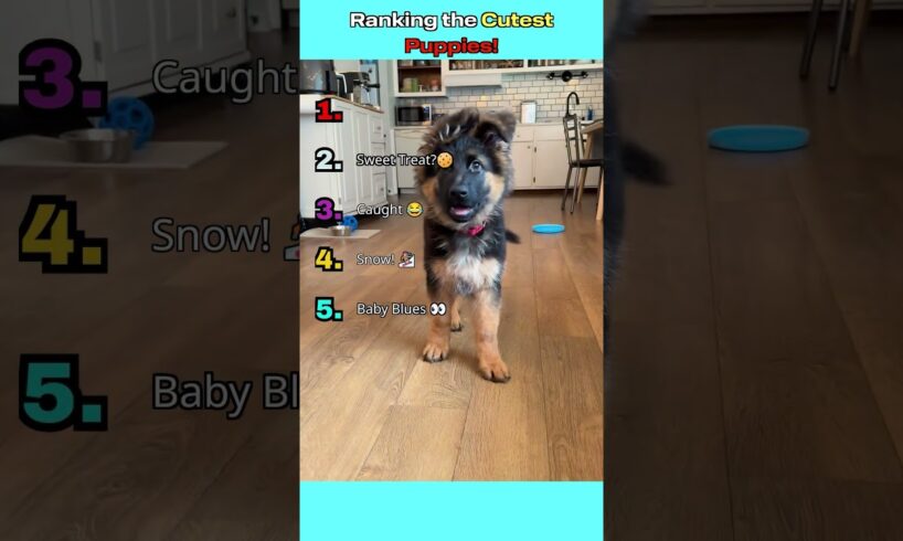 Ranking the Cutest Puppies #tiktok #puppy #pets #dog #cute