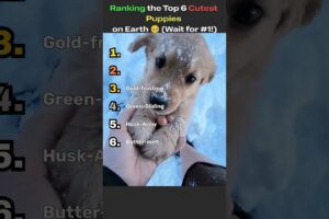Ranking the Top 6 Cutest Puppies on Earth 🥺 (Wait for #1!) #shorts  #dog #dogreactions #funnydogs