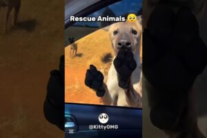 Rescue Animals 🥺❤️ #animals #rescue #shorts