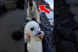 Rescue a little albino seal #wildliferescue #animals #rescue #sealife #rescueefforts #worldwildlifed