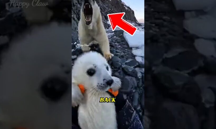 Rescue a little albino seal #wildliferescue #animals #rescue #sealife #rescueefforts #worldwildlifed