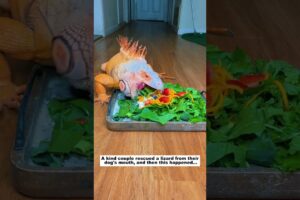 Rescue a lizard #lovestory #animals #wildliferescue #wildlife#lizard #rescue #animalrescue