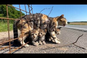 Rescue animal: Rescue of Calico Cat Trapped in Steel Net with Man