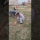 Rescued 2 Cute Puppies| Injured in Accident |Read Description| #shortsviral #reels #insaniyatsamiti