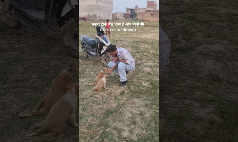 Rescued 2 Cute Puppies| Injured in Accident |Read Description| #shortsviral #reels #insaniyatsamiti