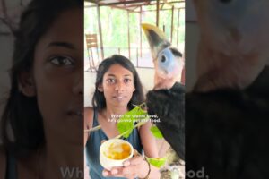 Rescued Baby Toucan Learns To Fly | The Dodo