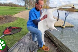Rescued Swan Flaps His Wings the Moment He Realizes He’s Free 🥹❤️