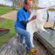 Rescued Swan Flaps His Wings the Moment He Realizes He’s Free 🥹❤️