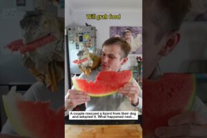 Rescued lizard #animalfriendshipgoals #wildliferescue #wildlife#lizard #lovestory #animals #love