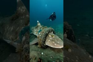 Rescuing a shark trapped in a tire and ocean trash