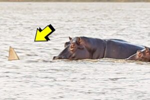 SHARK SURPRISES HIPPOS | LAW OF THE JUNGLE | WILD ANIMAL BATTLES