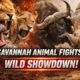 "Savannah Animal Fights