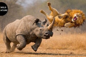 Scary! The Moment A Rhino’s Brutal Counterattack Sends A Lion Flying | Animal Fights
