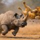 Scary! The Moment A Rhino’s Brutal Counterattack Sends A Lion Flying | Animal Fights