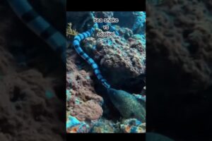 Sea Snake Vs Sea Eel fight
