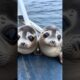 Seal Animal #shorts#shortvideo#facts#ytshortsindia#animals#sealife#sealions#wildlife#sea