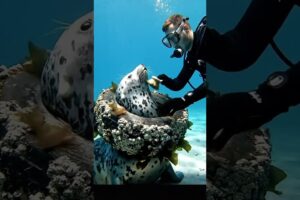 Seal Trapped in Tire Gets Emotional Rescue 🦭 | Wild Animal Rescue Stories 4K.