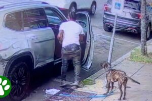 Security camera captures heartbreaking moment dog is abandoned
