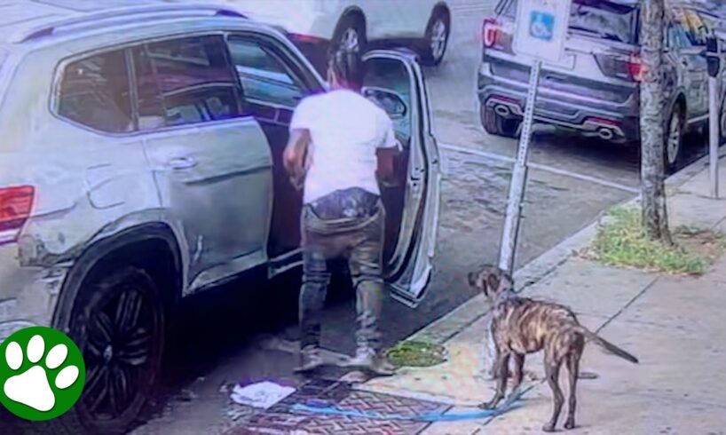 Security camera captures heartbreaking moment dog is abandoned