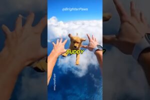 She THREW My Puppy Out The Plane! 🛩😱 #animalrescue #puppy