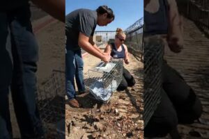 Sick Kitten and Mom Rescued