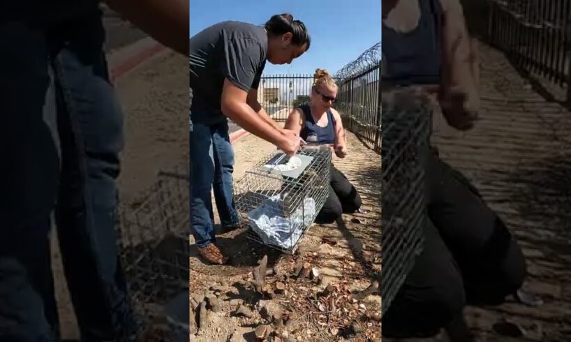 Sick Kitten and Mom Rescued