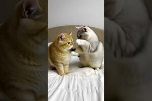 Silver & Golden British Shorthair Besties Playing on Bed! 🐱🐱💕 #cats #kittens