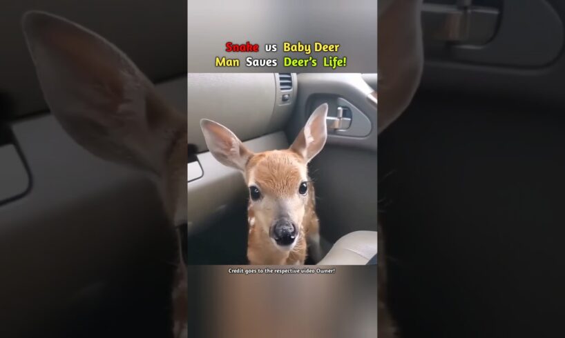 Snake vs Baby Deer | Man Saves Deer’s Life #shorts #viral #animals