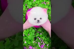 So Cute Puppy 🥰 teacup dog | toypom dog #cutepuppy #shorts #diwali #trending #rajesh5g