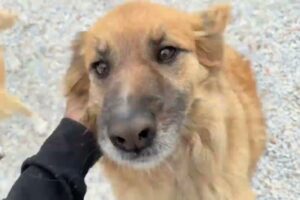 So Much Space, So Much Joy 🐶 Phoenix, Prince and Friends- Takis Shelter