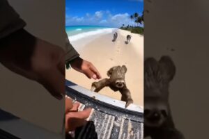 Stop Scrolling… Watch This Rescue 🐾 #AnimalShorts #AnimalRescue #SaveAnimals