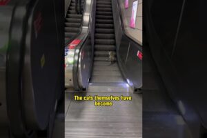 Stray Cats of Istanbul - A Gem