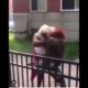 Stud vs girl: Boy jumps in then it gets crazy crazy!!! 😱 (Hood fights)