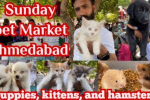 Sunday pet Market Ahmedabad # kittens, cute puppies, hamster, Persian cat in pet Market Ahmedabad