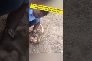 Taxi Driver Saves Monkey Mother |Heart Touching Animal Rescue Story#shorts #animals #rescue #monkey