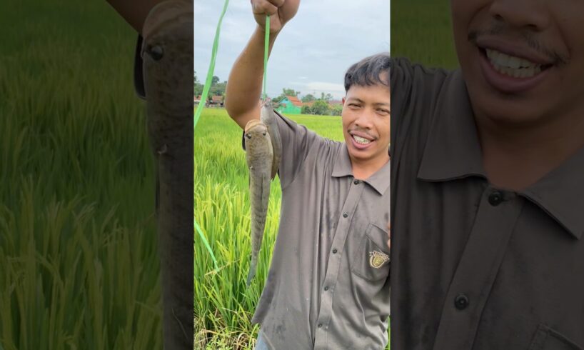 Ternyata kita salah ambil ikan gabusnya orang lain #ikan  #main #pets #nylekedogh #hewan