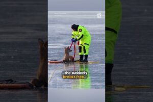 Terrified deer learns to trust her rescuer 🥹❤️