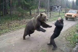 Terrifying Bear Encounters That Will Leave You Shaken | Real Survival Moments Caught on Camera