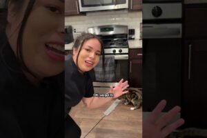 The Best Way To Get Those Hard To Reach Cat Toys | The Pack