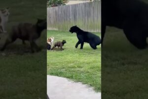 The Bravest Bodyguard Cat! Fights Off a Giant Panther to Protect Its Friend!#catshorts