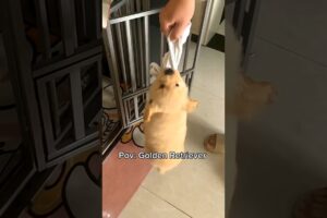 The CUTEST puppy EVER 🐕🐾❤️‍🩹 #goldenretriever #dog #puppy #cute #cutedog #viral #fypシ #funny