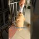 The CUTEST puppy EVER 🐕🐾❤️‍🩹 #goldenretriever #dog #puppy #cute #cutedog #viral #fypシ #funny
