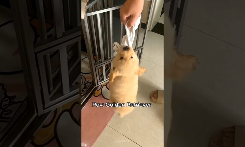 The CUTEST puppy EVER 🐕🐾❤️‍🩹 #goldenretriever #dog #puppy #cute #cutedog #viral #fypシ #funny