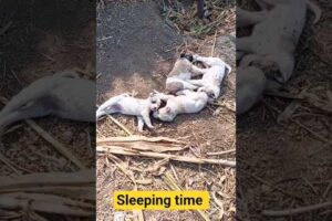 The Cutest Puppies Ever