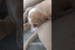 The Cutest Puppies Ever – Prepare to Smile! #shorts #aspinpuppies #aspin