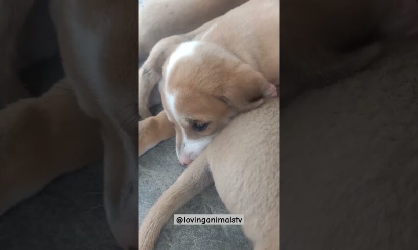 The Cutest Puppies Ever – Prepare to Smile! #shorts #aspinpuppies #aspin